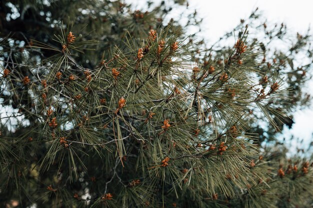 Close-up van de groene boom van de naaldpijnboom