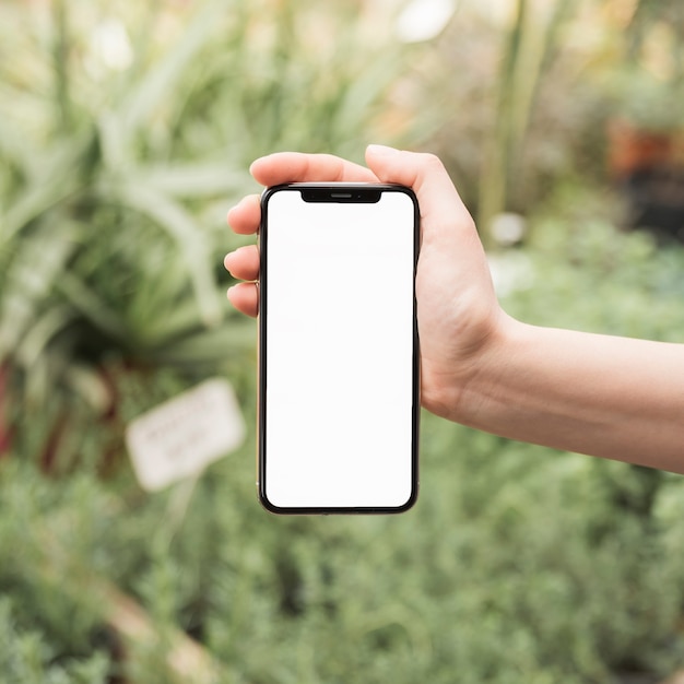 Close-up van de handholding van een vrouw cellphone met het lege witte scherm