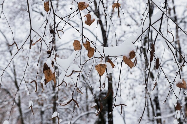 Close-up van de herfst bladeren bedekt met sneeuw