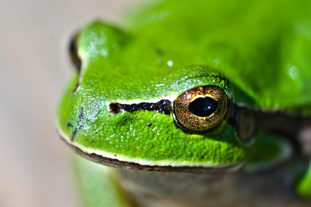 Gratis foto close-up van de kikker in openlucht