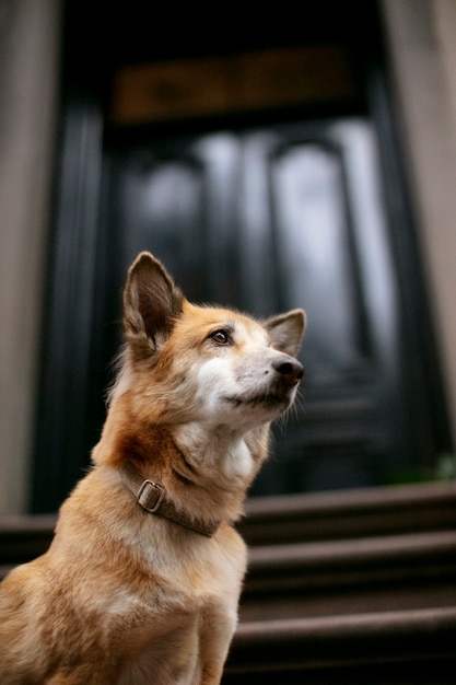 Gratis foto close-up van de levensstijl van huisdieren