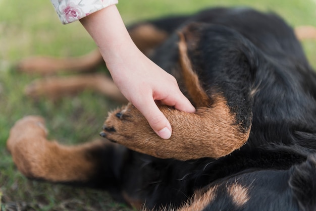 Close-up van de poot van een menselijke handholding hond