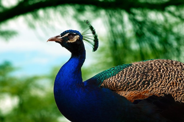 Close-up van de schattige pauw (grote en heldere vogel) op een groene achtergrond Premium Foto