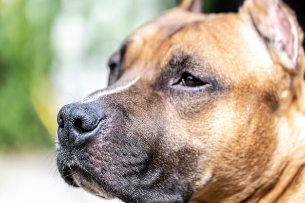 Close-up van de snuit van een hond, labrador op een wazige lichte achtergrond.