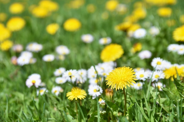 Close-up van de weide met madeliefjes