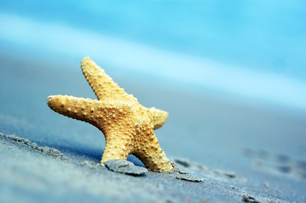 Gratis foto close-up van de zeester met onscherpe achtergrond