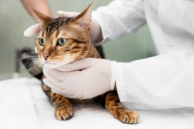 Close-up van dokter die handschoenen draagt