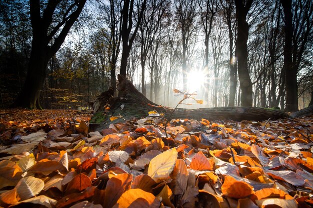 Close-up van droge bladeren die de grond bedekken, omringd door bomen in een bos in de herfst