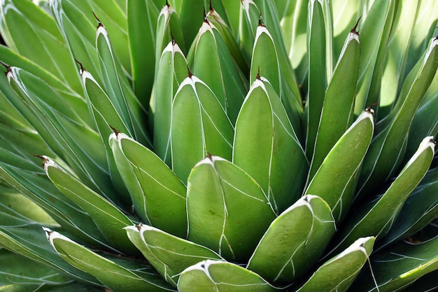 Close-up van een agaveplant