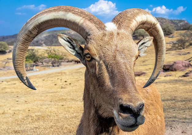 Close-up van een Barbarijse schaap in een dor berglandschap