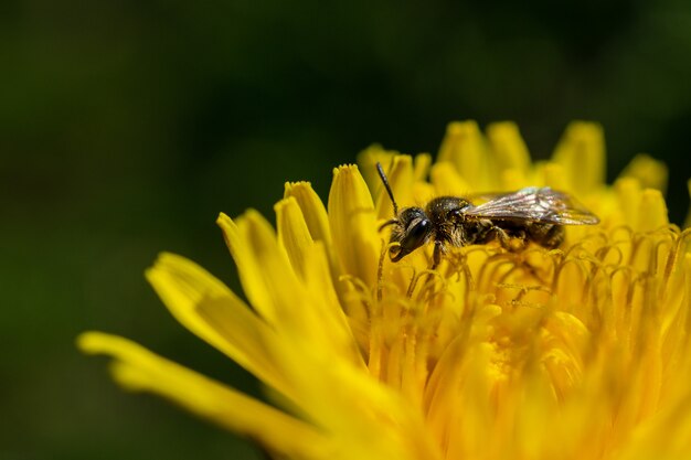 Close-up van een bij die op de tot bloei gekomen gele bloem in het wild bestuift