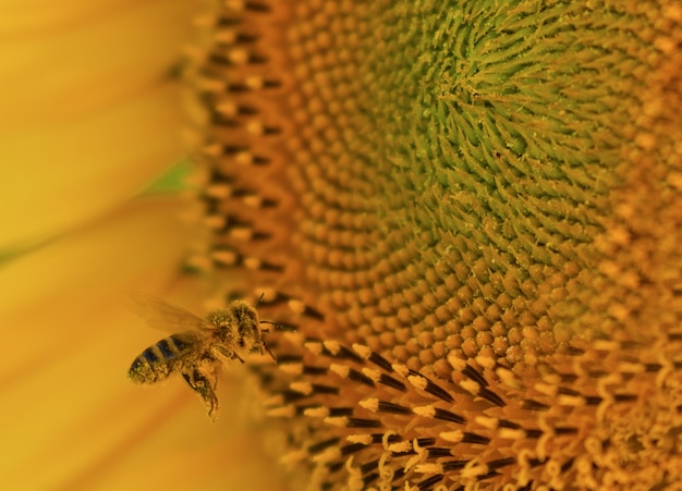 Close-up van een bij op een mooie zonnebloem onder het zonlicht