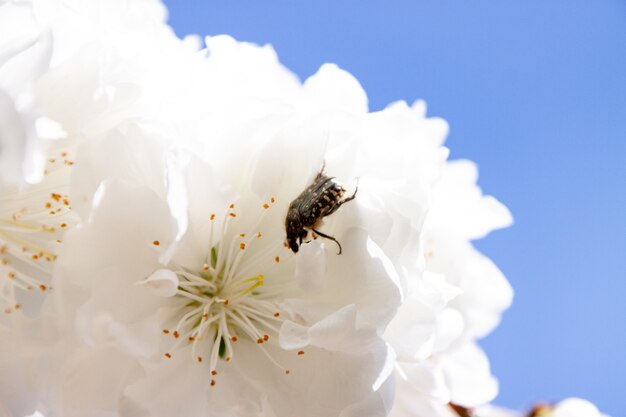 Close-up van een bij op een witte bloem