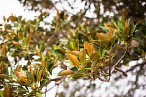 Gratis foto close-up van een boomtak met groene bladeren