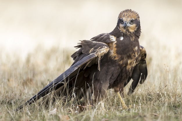 Gratis foto close-up van een bruine kiekendief op de grond, klaar om overdag onder het zonlicht te vliegen