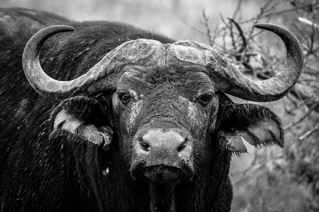 Close-up van een buffel die naar de camera in zwart-wit kijkt