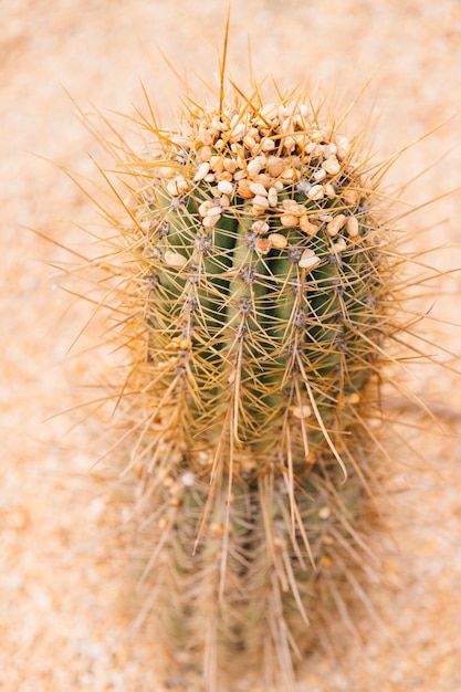 Close-up van een cactus met kleine kiezelsteenstenen