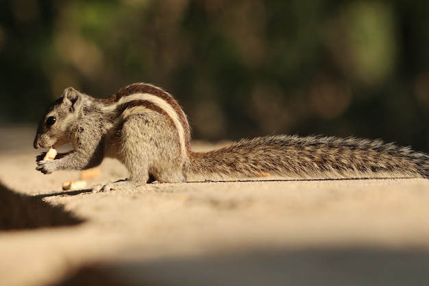 Close-up van een eekhoorn die een koekje eet op een betonnen ondergrond