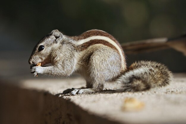 Close-up van een eekhoorn die een koekje eet op een betonnen ondergrond