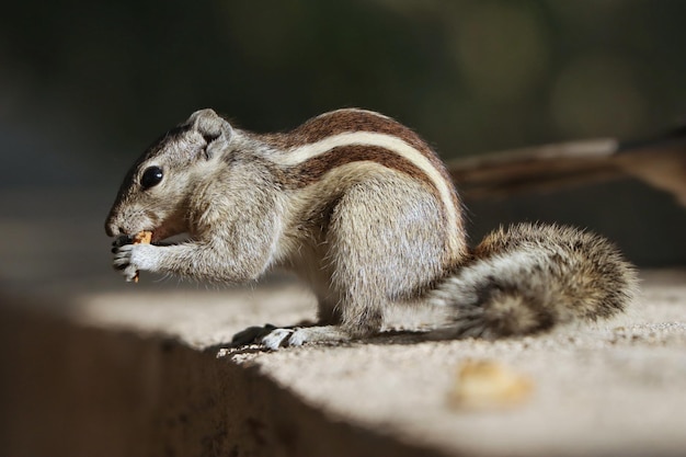 Close-up van een eekhoorn die een koekje eet op een betonnen ondergrond