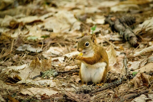 Close-up van een eekhoorn die zich in gele bladeren met een vage achtergrond bevindt