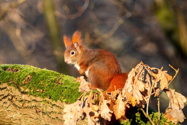 Close-up van een eekhoorn zittend op een stuk hout