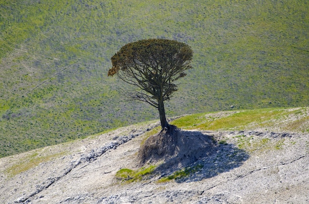 Close-up van een eenzame boom op een heuvel in Toscane, Italië op een zonnige dag