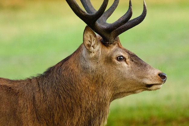 Close-up van een eland in een veld onder het zonlicht