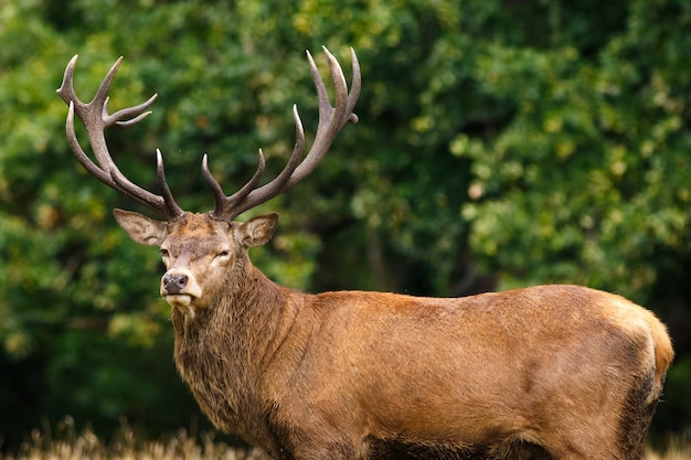 Gratis foto close-up van een eland omgeven door groen in een veld onder het zonlicht met een wazige