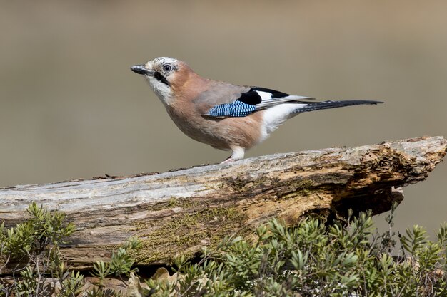 Close-up van een Euraziatische Vlaamse gaai op hout onder het zonlicht met een wazige achtergrond