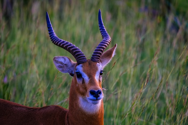 Close-up van een gazelle die zich op een grasrijk gebied bevindt