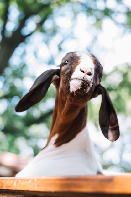 Gratis foto close-up van een geitenkop