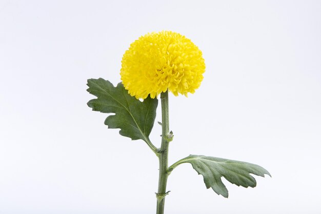 Close-up van een gele chrysant die op een witte muur wordt geïsoleerd