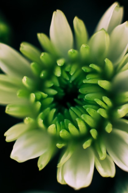 Gratis foto close-up van een groeiende gerberabloem