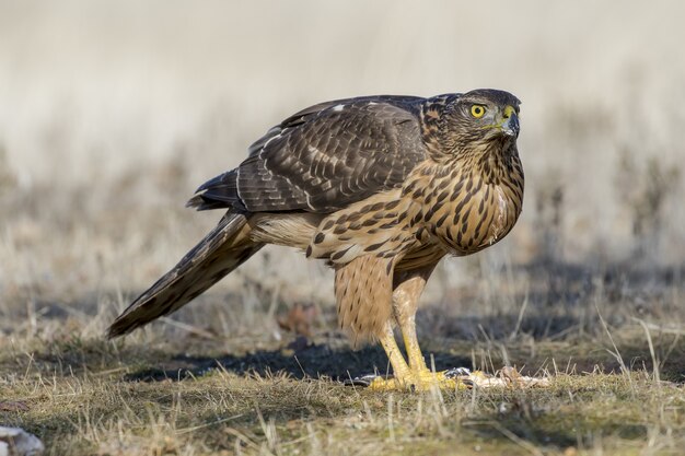 Close-up van een havik op de grond klaar om onder het zonlicht te vliegen