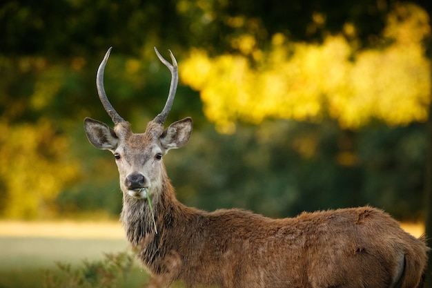 Close-up van een hert omgeven door groen in een veld onder het zonlicht