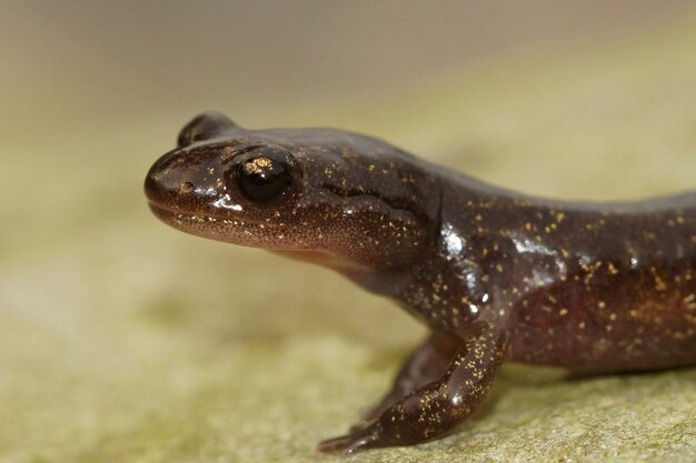 Close-up van een Hokkaido-salamander die op de grond kruipt met een wazige scène