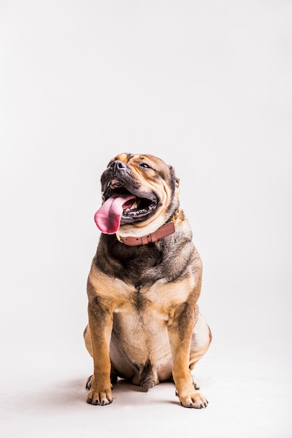 Close-up van een hond zittend op een witte achtergrond