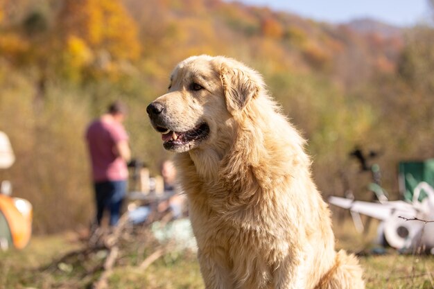 close-up van een hond