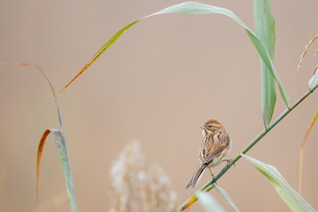 Close-up van een huismus zat op gras tegen een onscherpe achtergrond