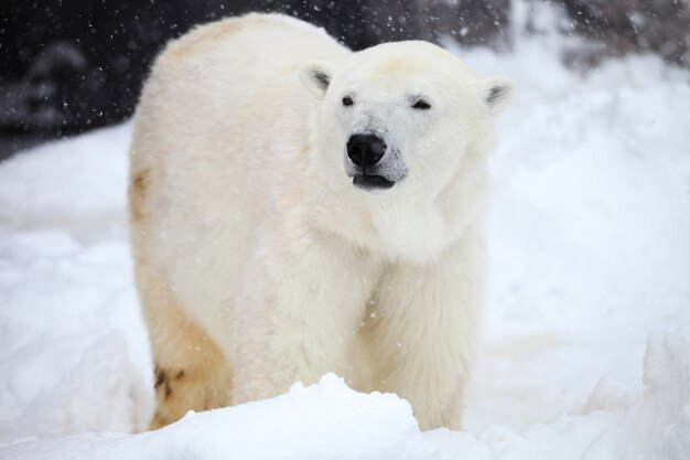 Close-up van een ijsbeer die tijdens de sneeuwval in Hokkaido in Japan op de grond staat