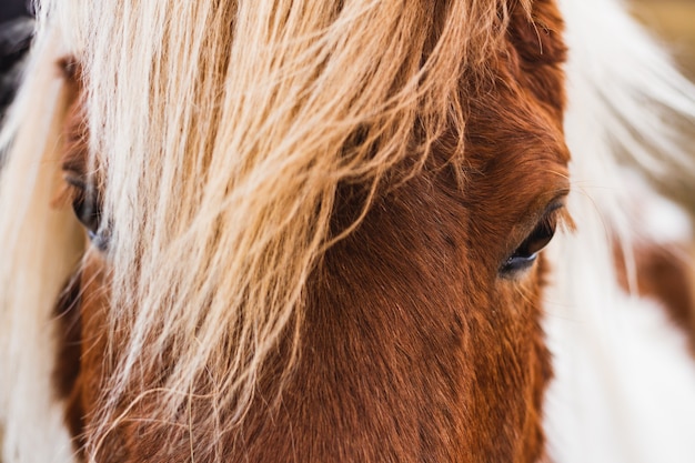 Close-up van een IJslands paard in het zonlicht in IJsland