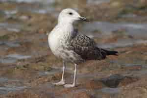 Gratis foto close-up van een jonge mantelmeeuw (larus marinus)