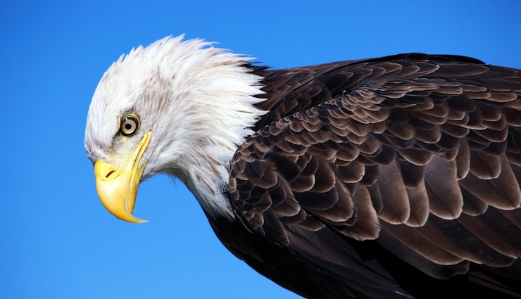Gratis Foto close-up van een kale adelaar op de blauwe hemelruimte