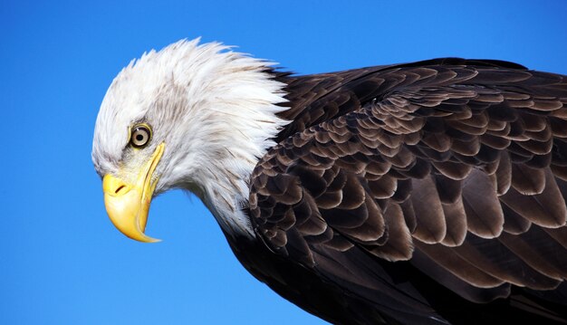 Close-up van een kale adelaar op de blauwe hemelruimte