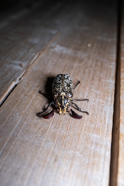 Gratis foto close-up van een kever op de vloer