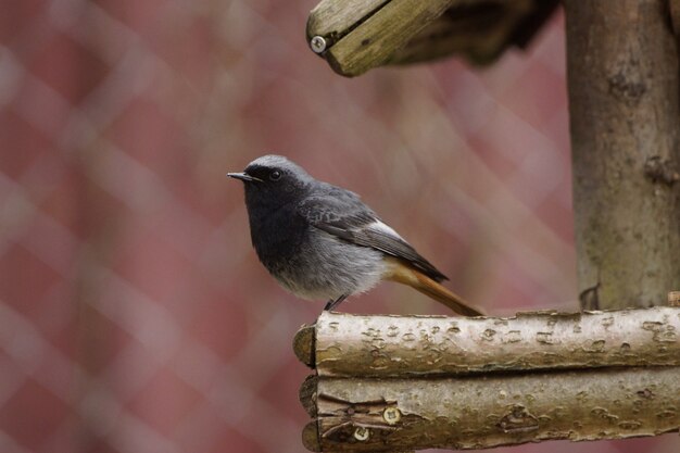 Close-up van een kleine zwarte roodstaart op een houten nest met een wazige achtergrond