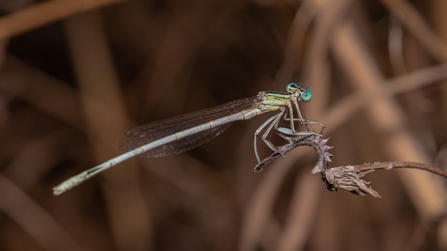 Close-up van een libel op een plant in een veld onder het zonlicht