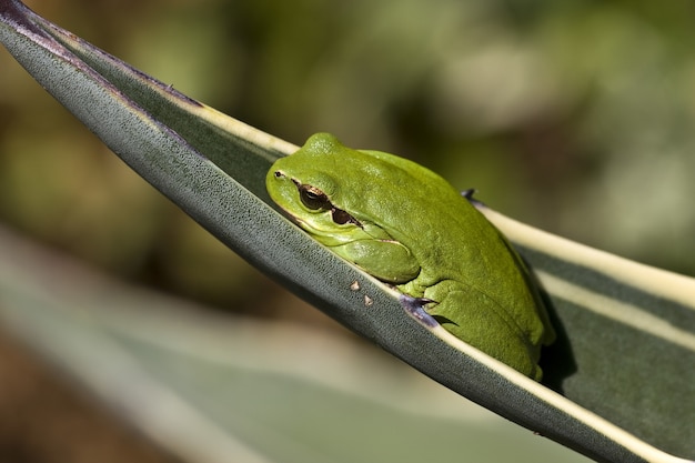 Gratis foto close-up van een mediterrane boomkikker in een blad onder het zonlicht met een onscherpe achtergrond