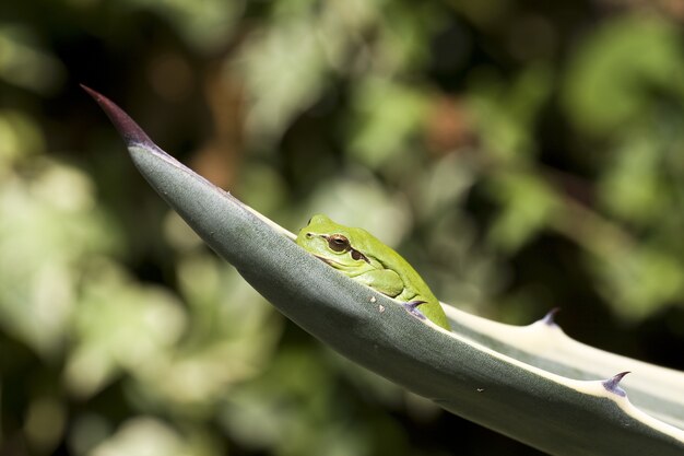 Close-up van een mediterrane boomkikker in een blad onder het zonlicht met wazig